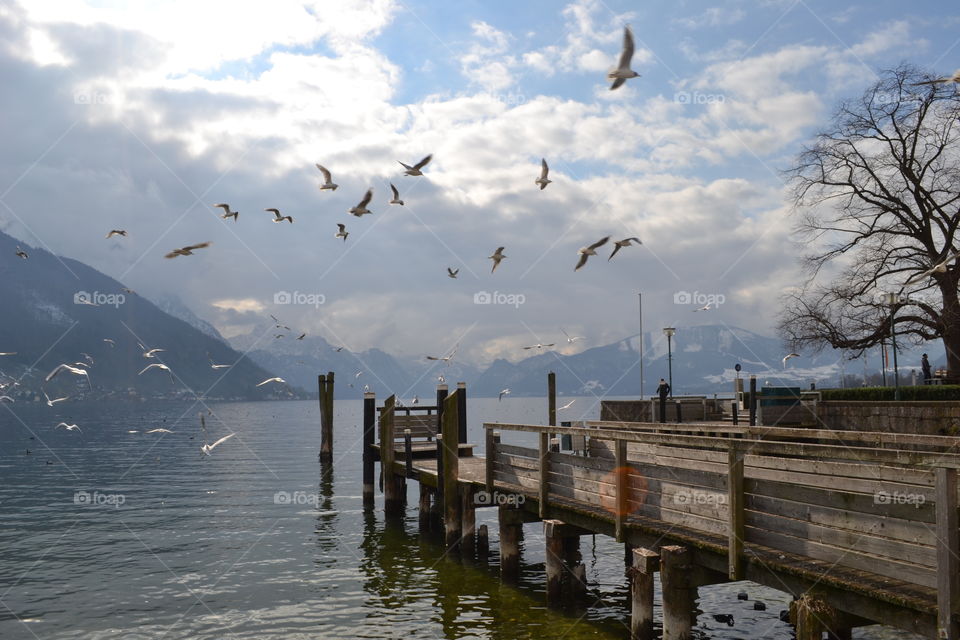 Seagulls flying near wooden pier