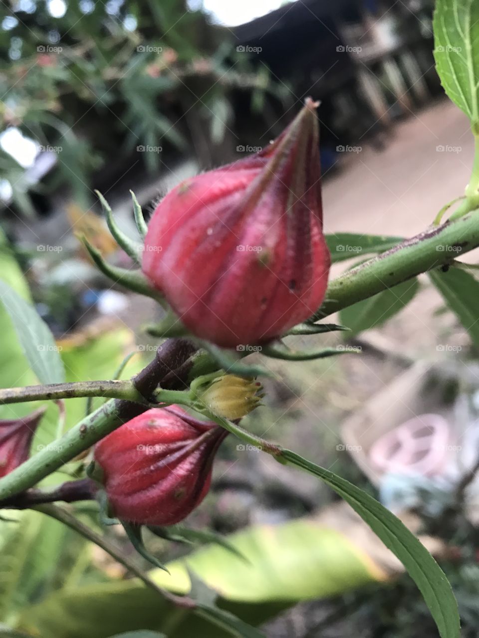 Hibiscus sabdariffa Linn. 