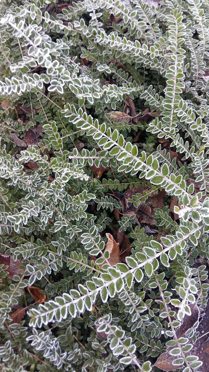lots of frozen leaves