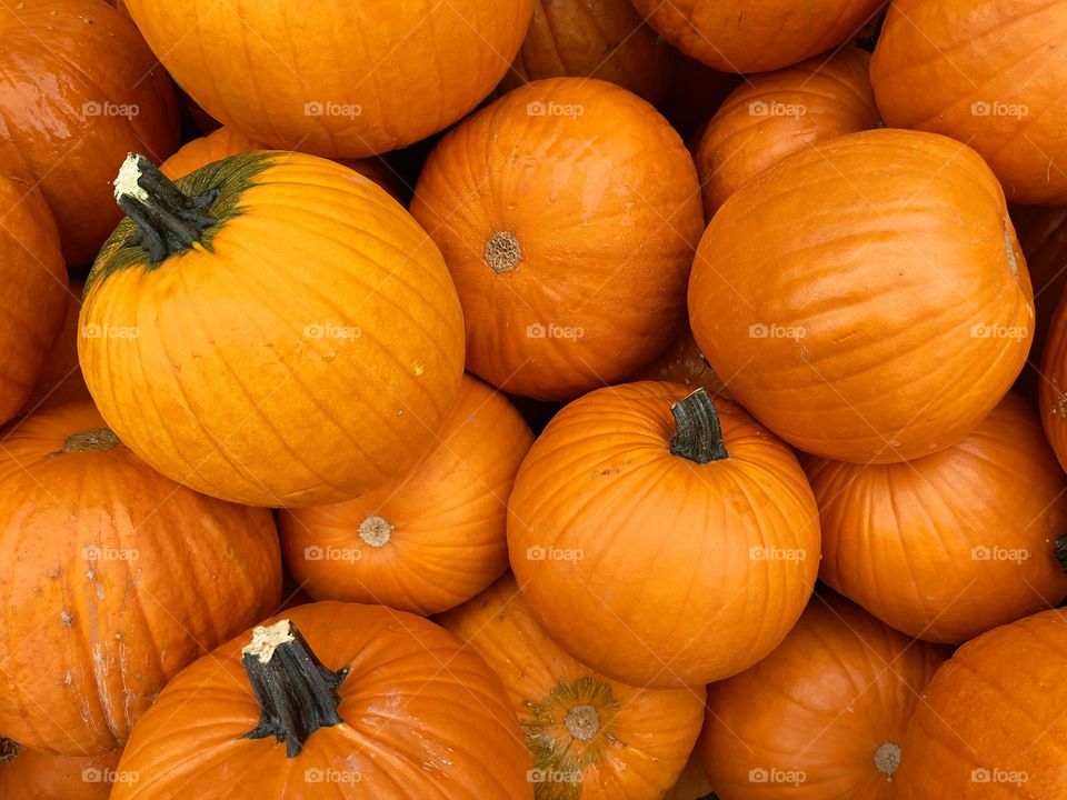 Many orange ripe pumpkins, top view 