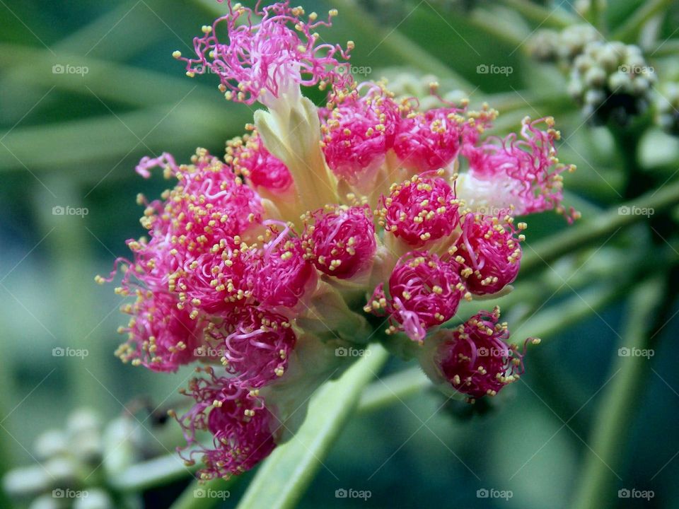 The "frizzy hair" flower!!