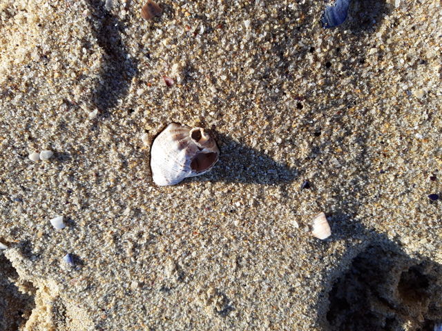 Sand rapan sea