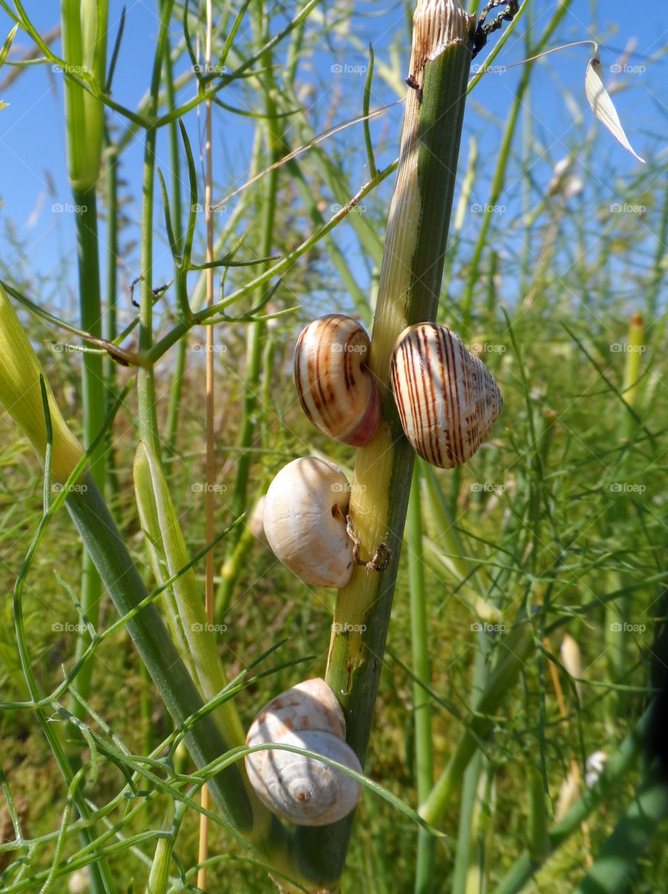 In the heat of the day . Snails searching for shelter