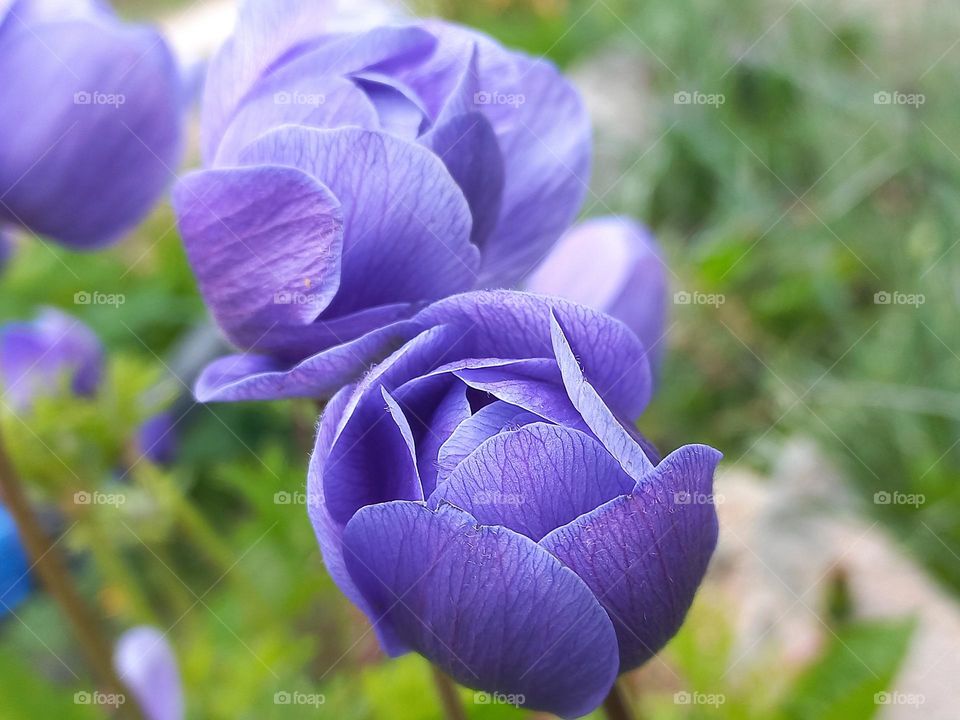 purple flower.