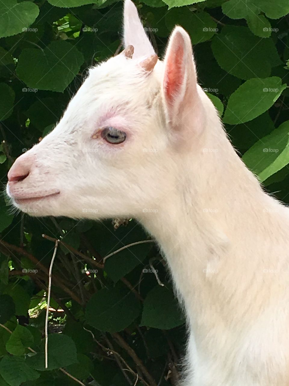 Baby goat 