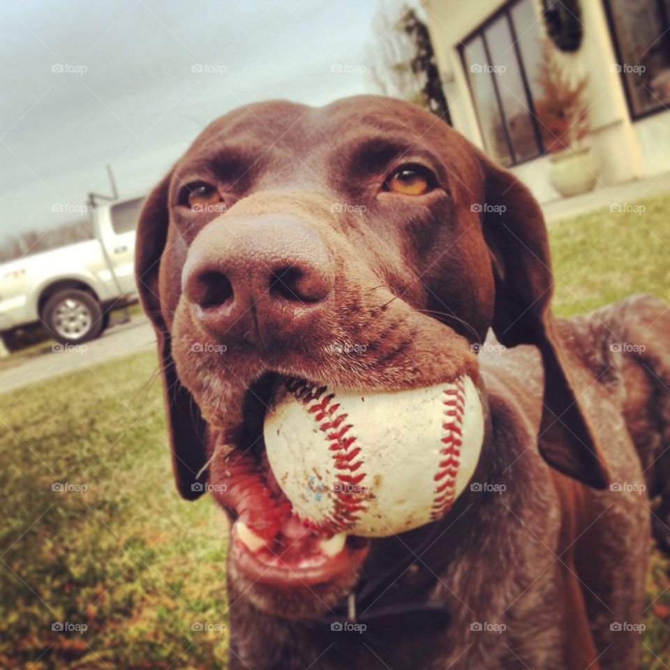 Baseball Dog