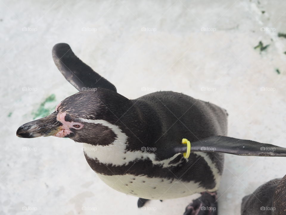 Close up penguin
