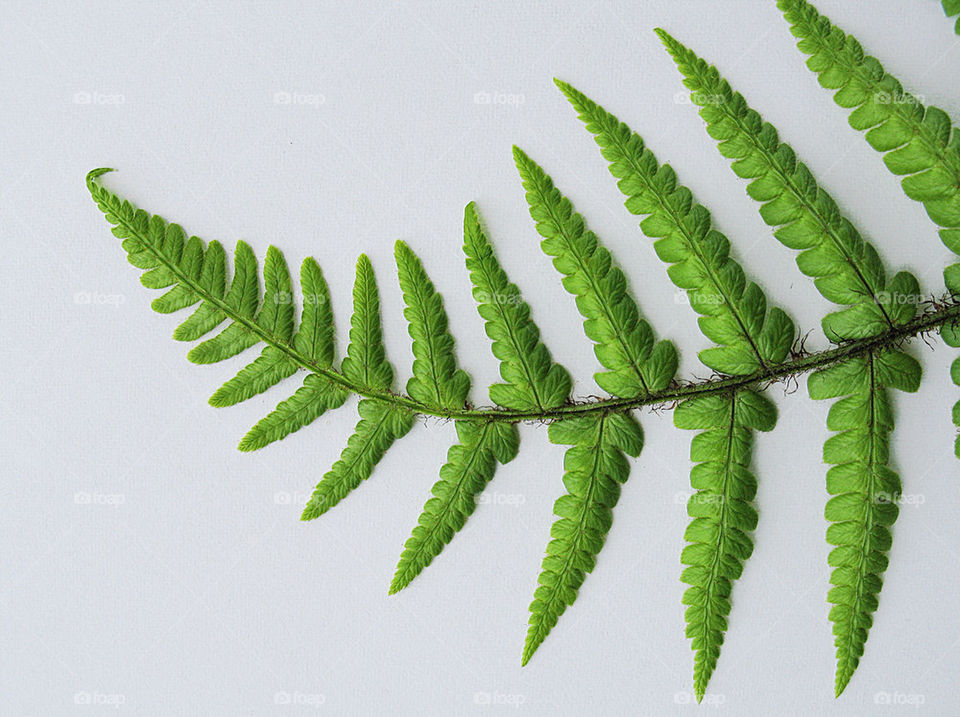 green macro close fern by chris7ben