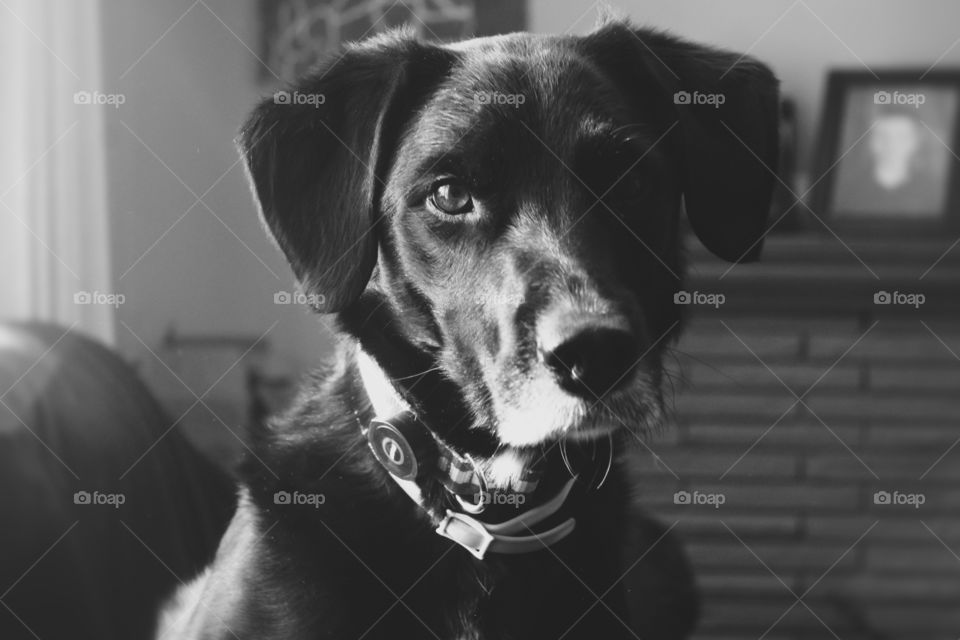 A dog will teach you unconditional love 