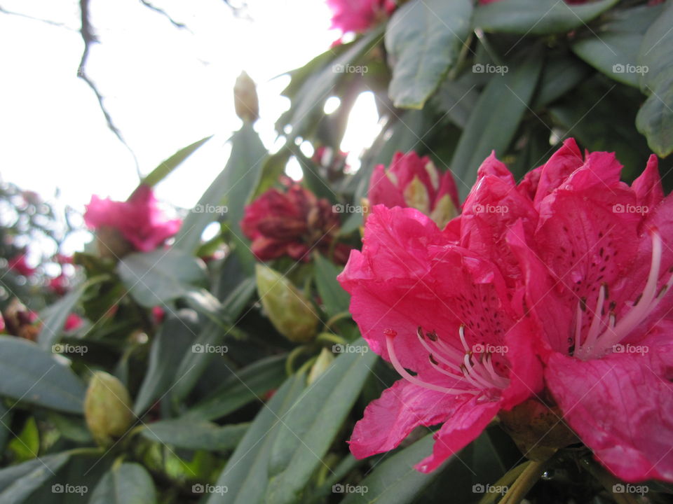 Flower, Nature, Flora, Leaf, Garden