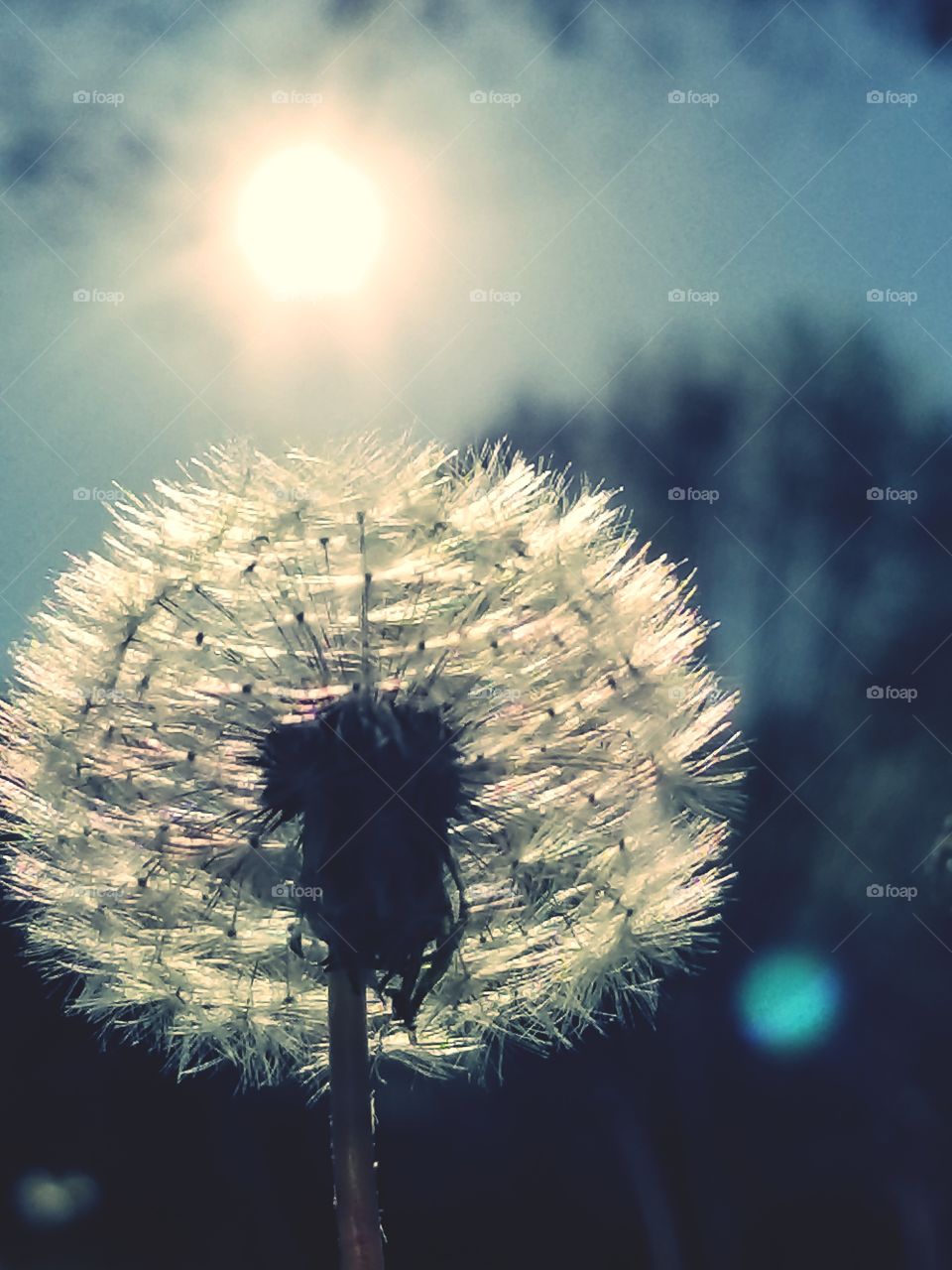 Beauty in the Unwanted