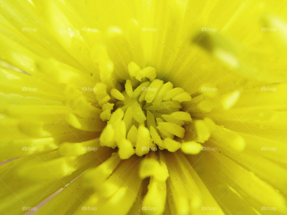 Yellow spider flower