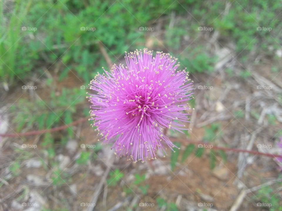 purple thistle firecracker