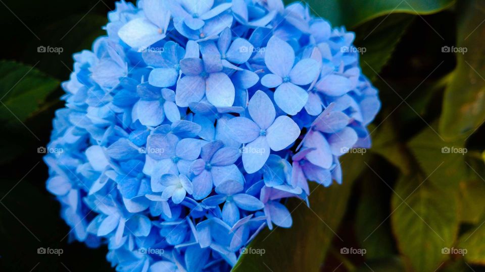Gosto muito de ver plantas naturais começo fotografando um pouco e logo estou com a memória cheia de arquivos bonitos como esse.