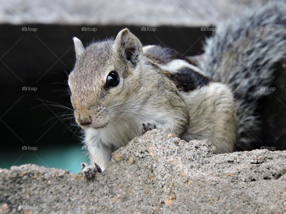 Indian squirrel