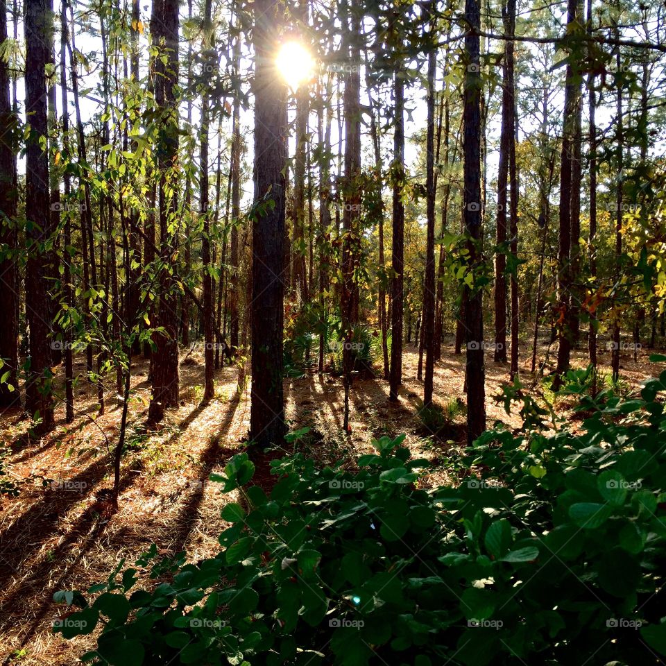 The sun shining down on the pine needles on  the ground. 