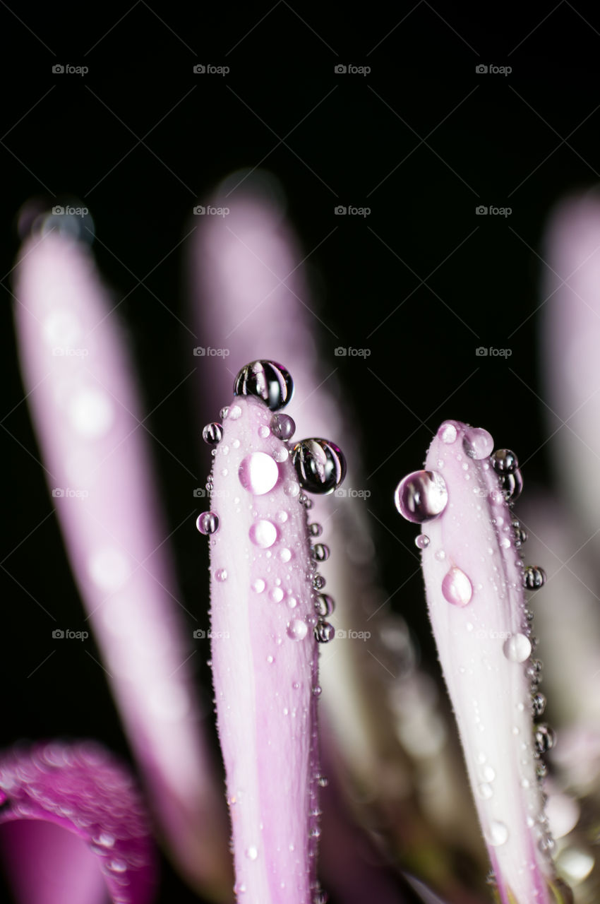 I love this beautiful and clear macro shot of dew drops on a flower bud.