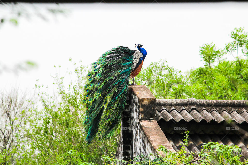 A story of an Indian peacock who was ready to open his beautiful feather to get promoted as Father.... #Bird love