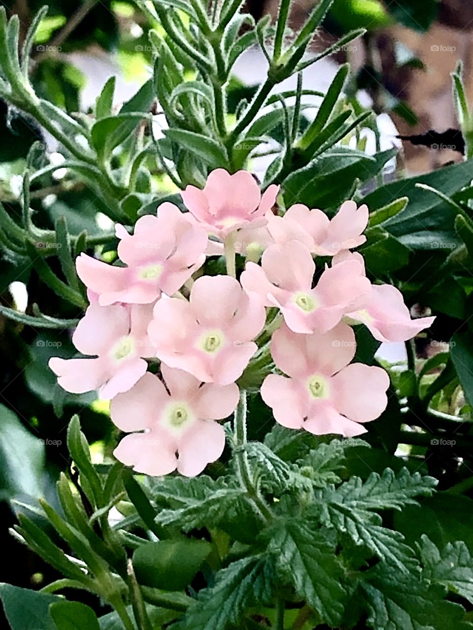 Pink flowers 