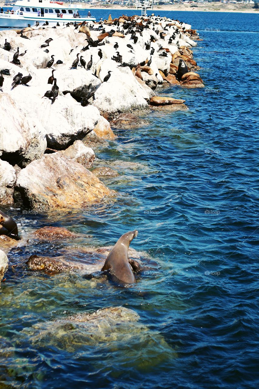 Otter and bay shore 