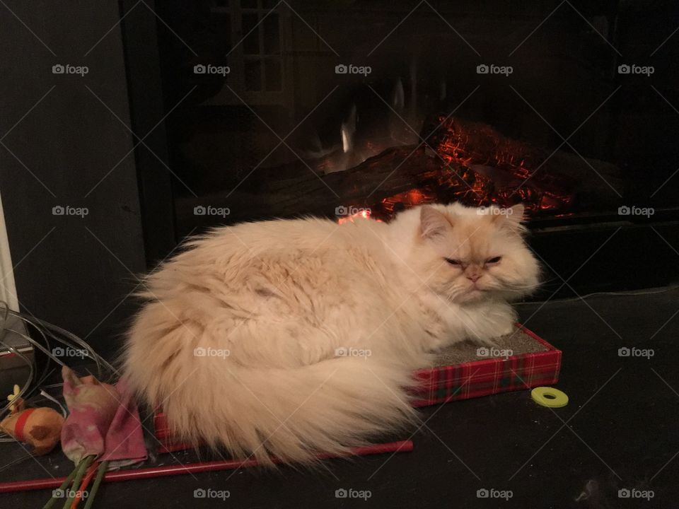 Warmed by the fire cat
