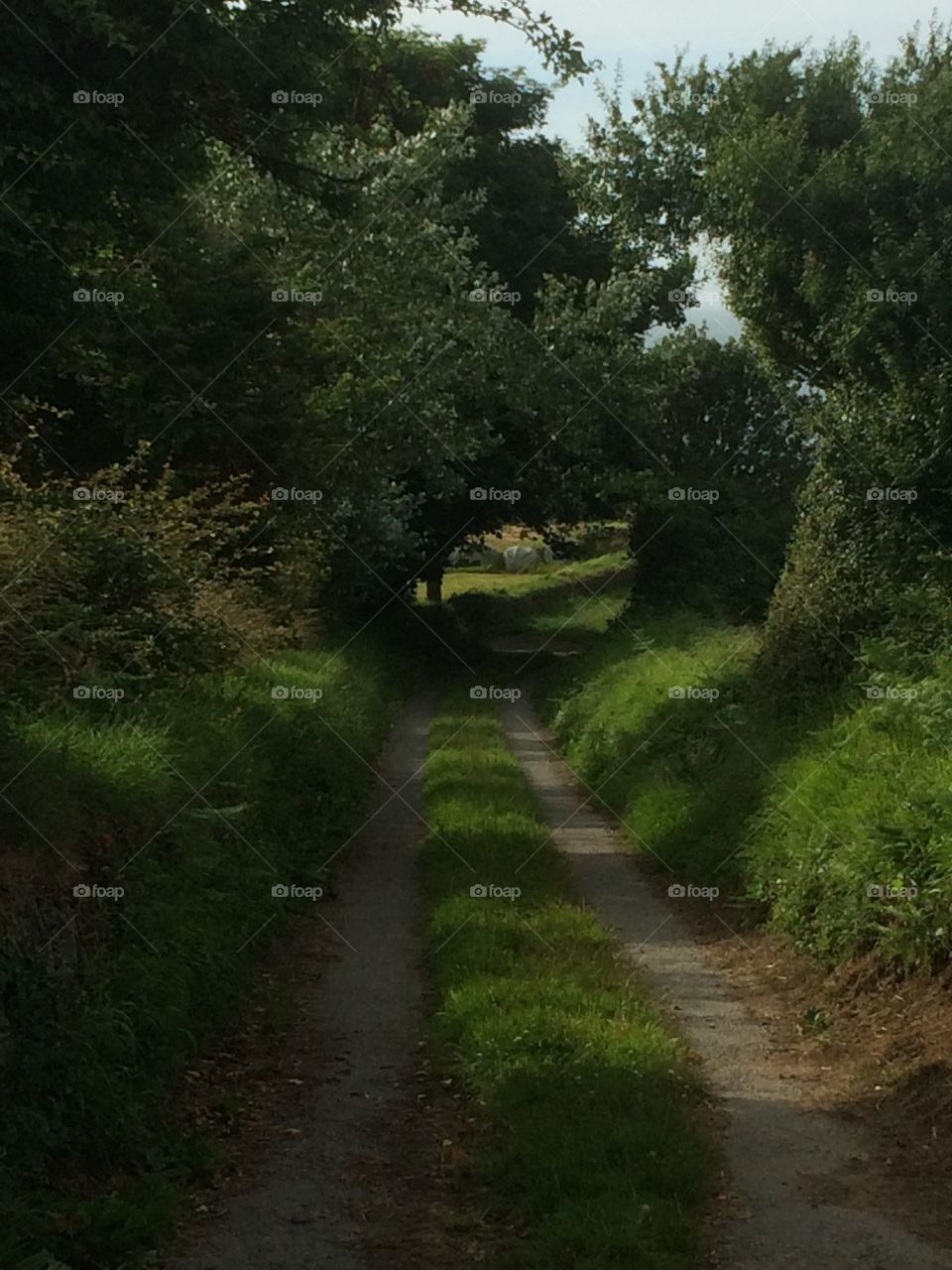 A leafy green lane in Guernsey
