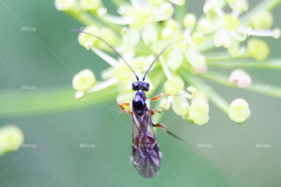 Insect