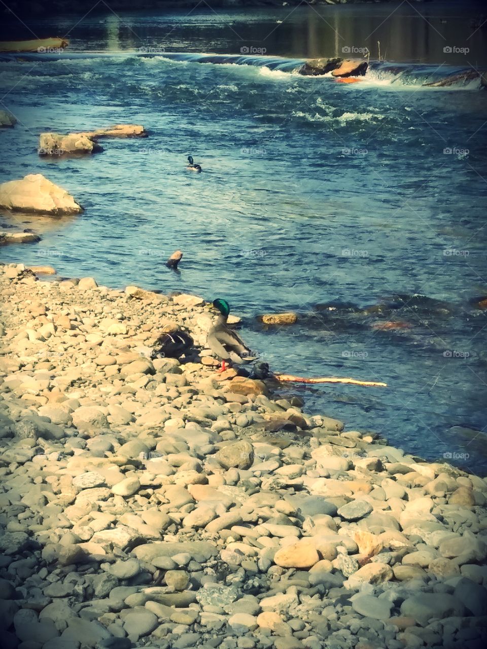 River Ducks