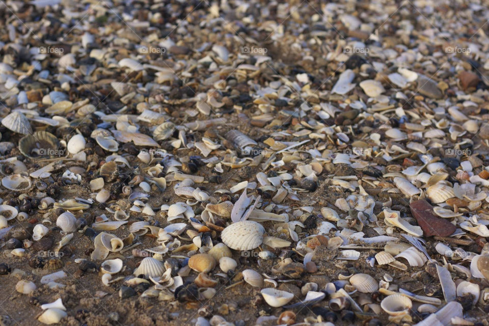 She sells sea shells