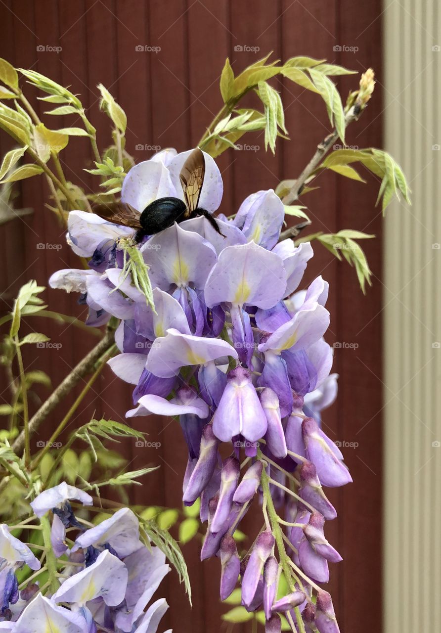 Bumblebee on wisteria 