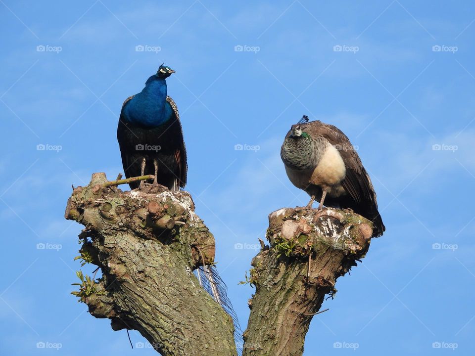 Peacocks in a tree together 