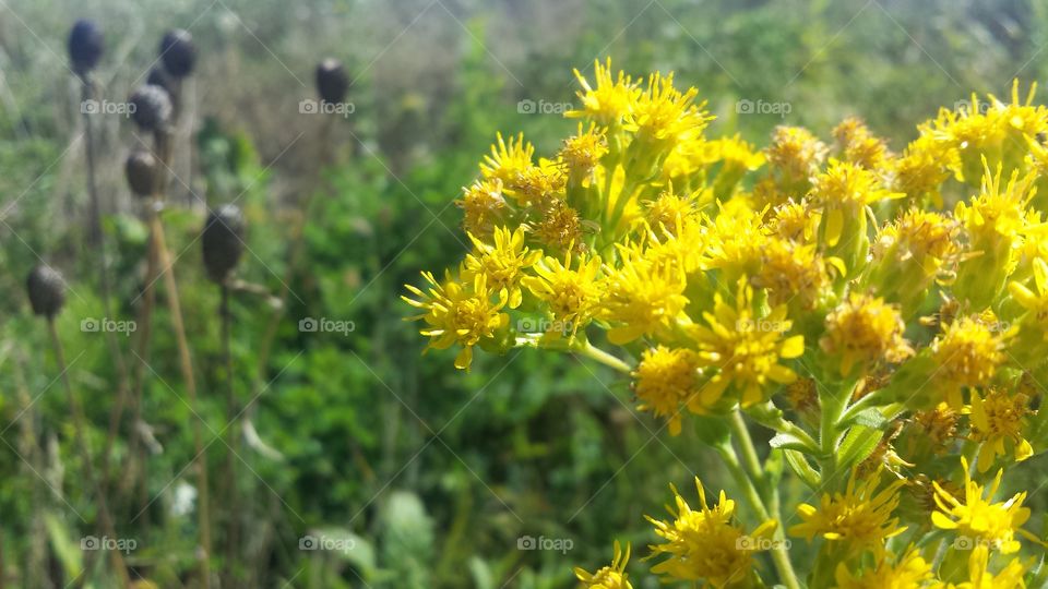 Nature. Pop of Yellow Wildflowers