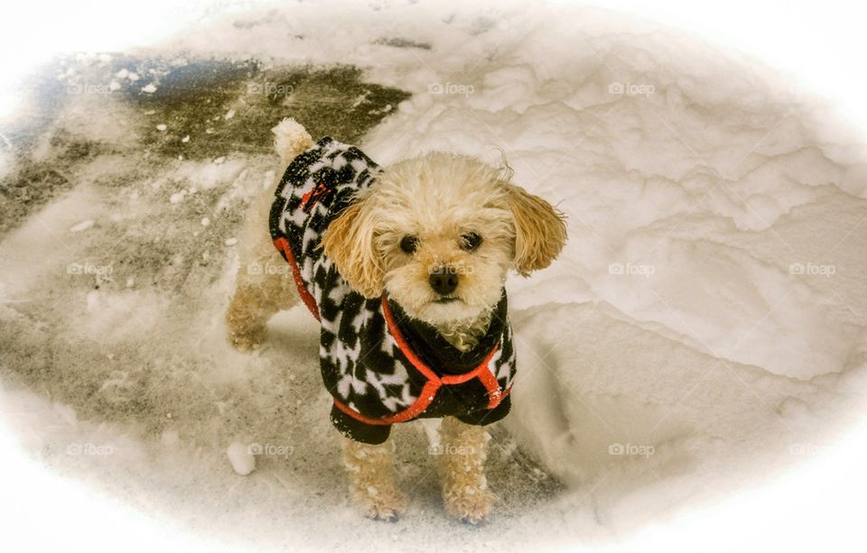 Cute poodle in sweater