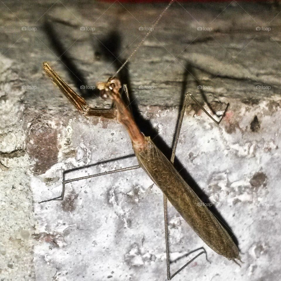 Say Your Prayers. A preying mantis and his shadow praying.