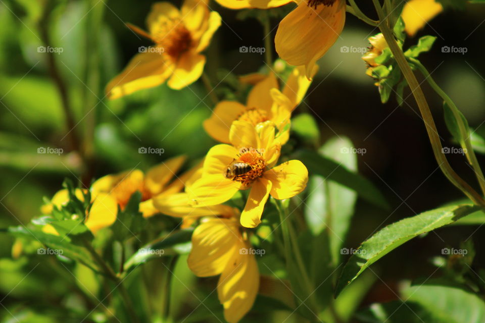 A Small Bee on Pretty Yellow Flowers 