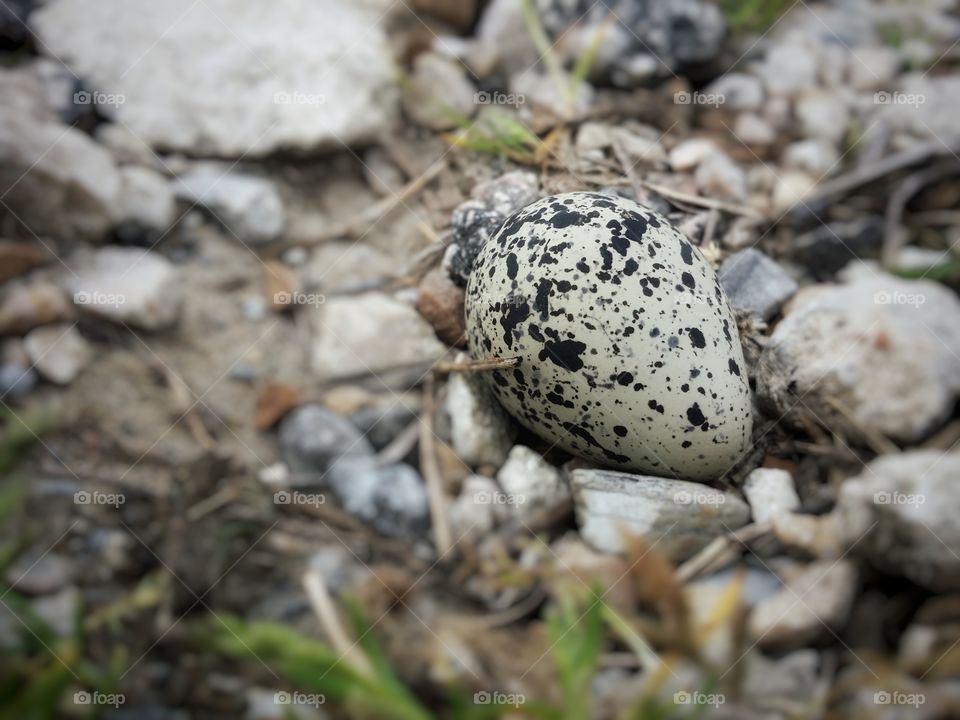 Killdeer egg hidden in the rocks in the spring