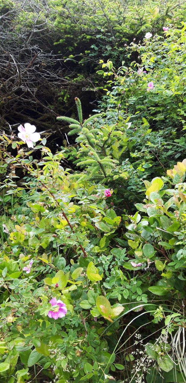 eglantines a vancouver island