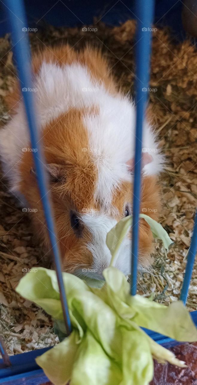 animal Guinea pig mobile photography