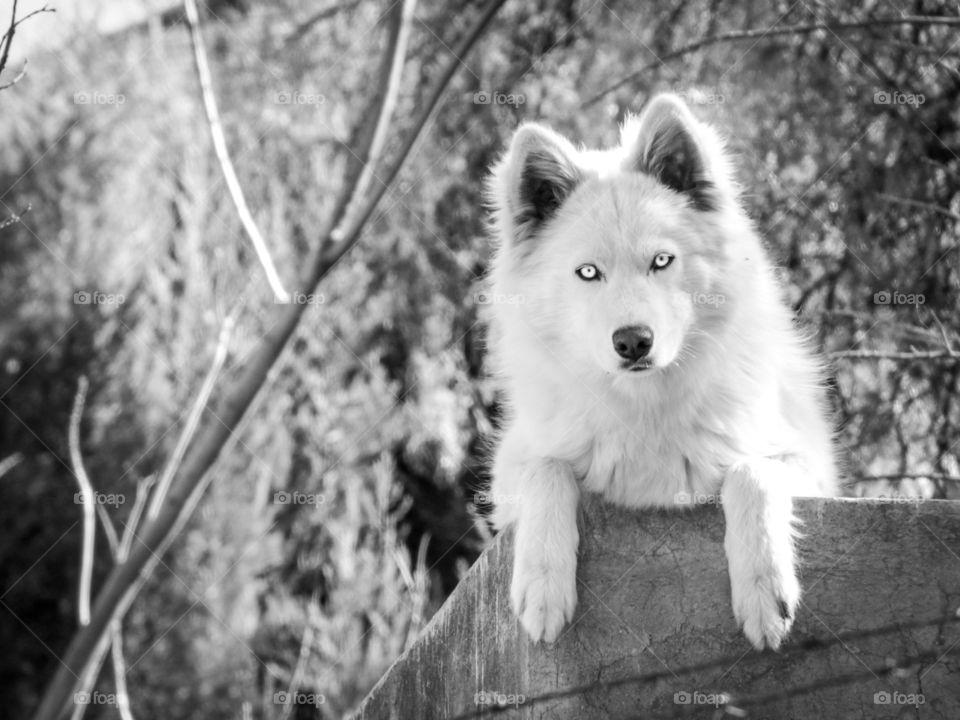 White dog with bright eyes 