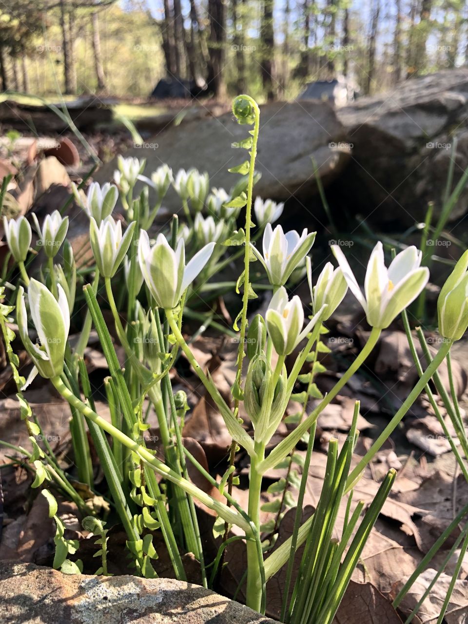 Sunlight on white flowers and fern frond in rock garden 