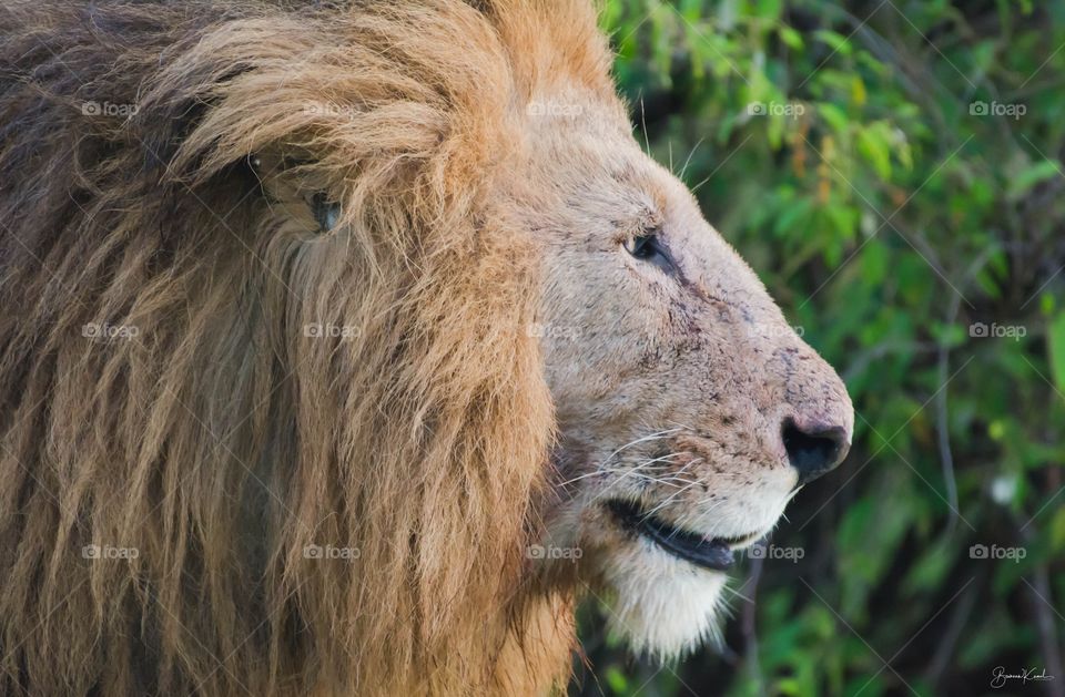 East African Lion, Kenya