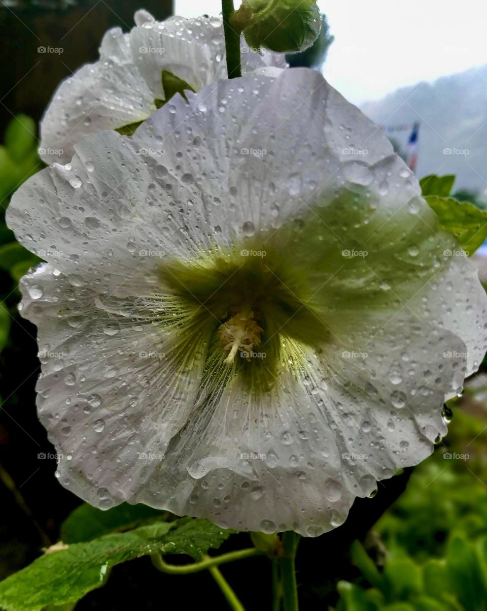 Bathing beautifully; nature’s way of cleansing 