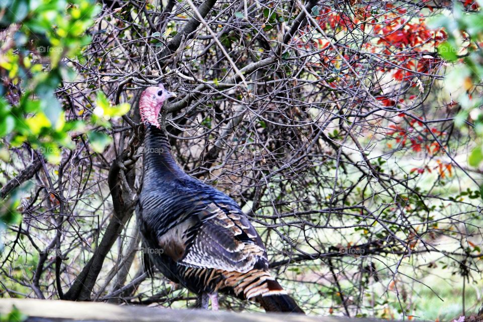 Wild Turkey