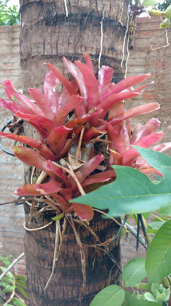 Folhagens coloridas.