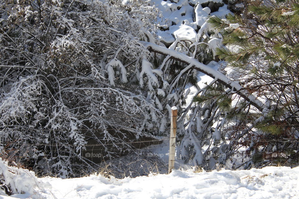 High angle view of frozen trees