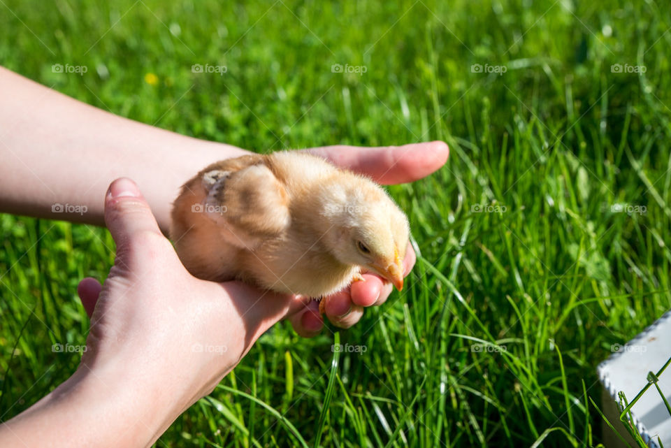 Person holding little chicken against grass