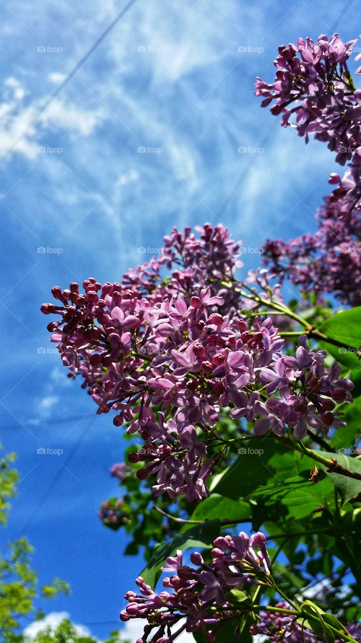 Lilac against the sky