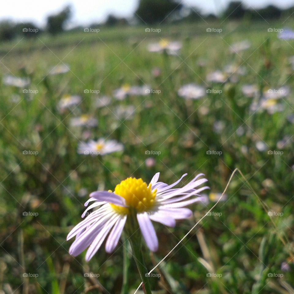 Nature, Flower, Summer, No Person, Grass
