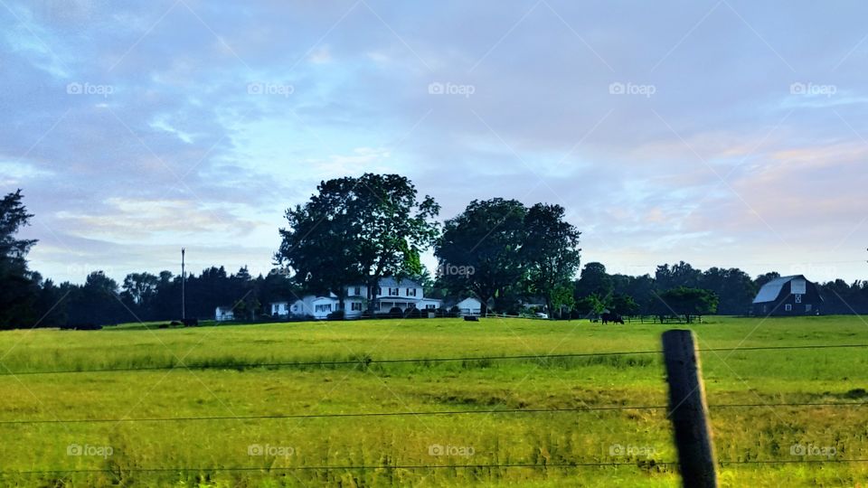 Landscape, Tree, Grass, Field, No Person