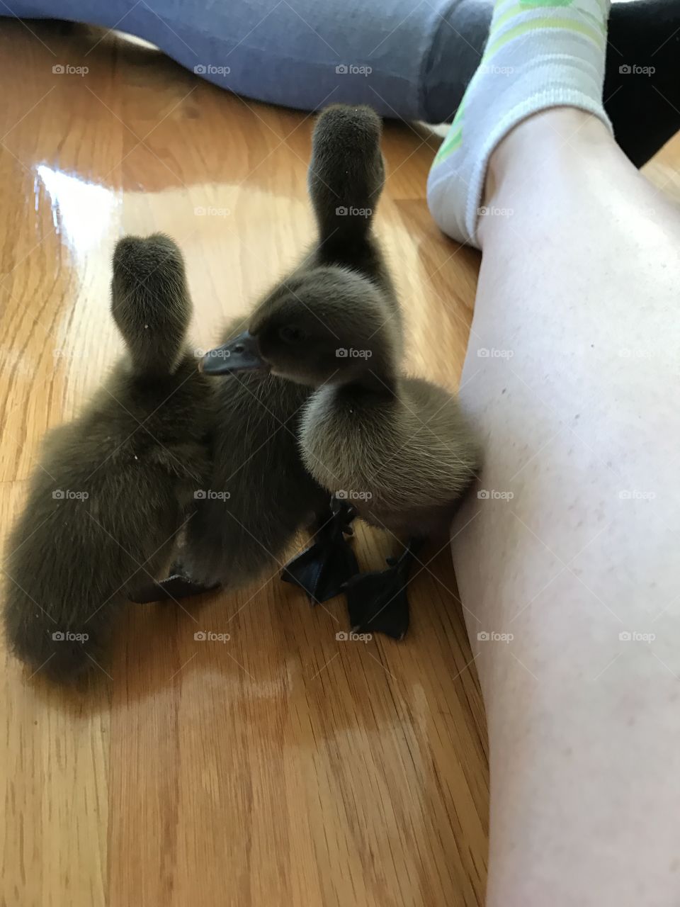 Ducks 